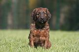 BRIARD 162